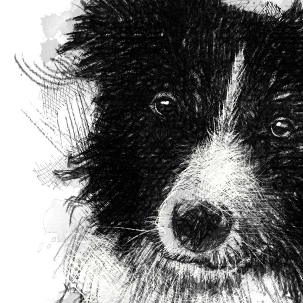 Sheep dog