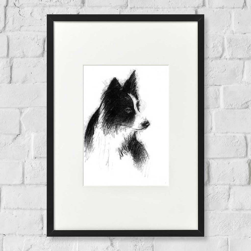 Border collie