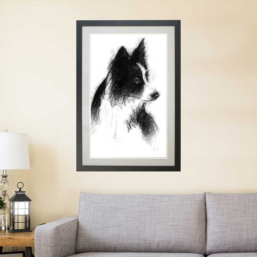 Border collie