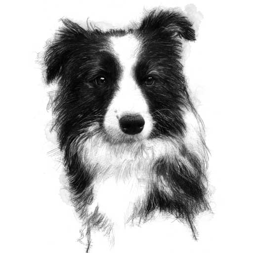 Border collie sketch