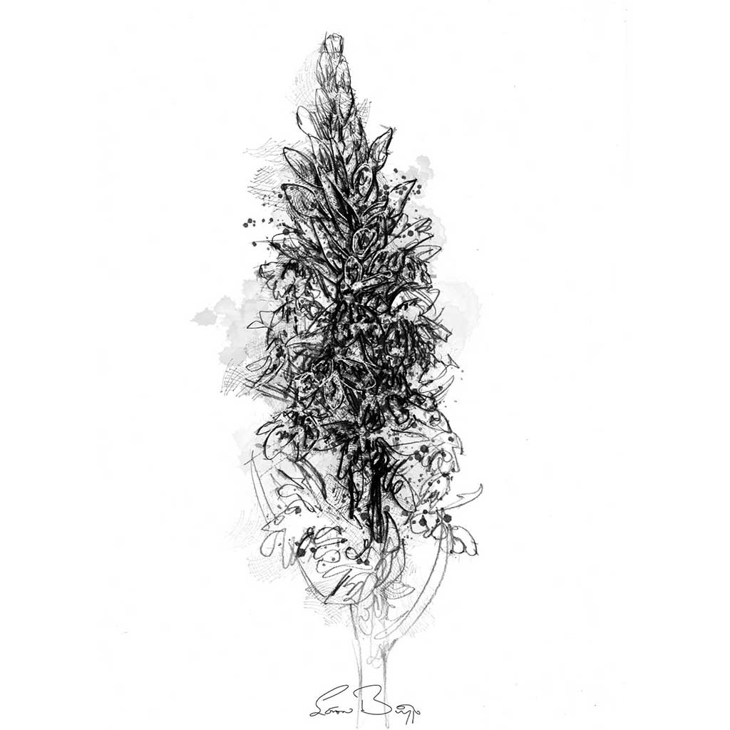 Common spotted orchid