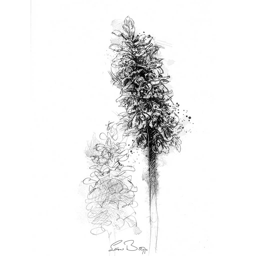 Common spotted orchid