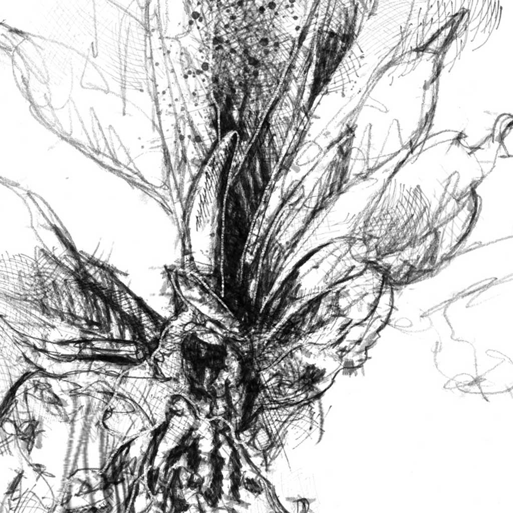 Common spotted orchid