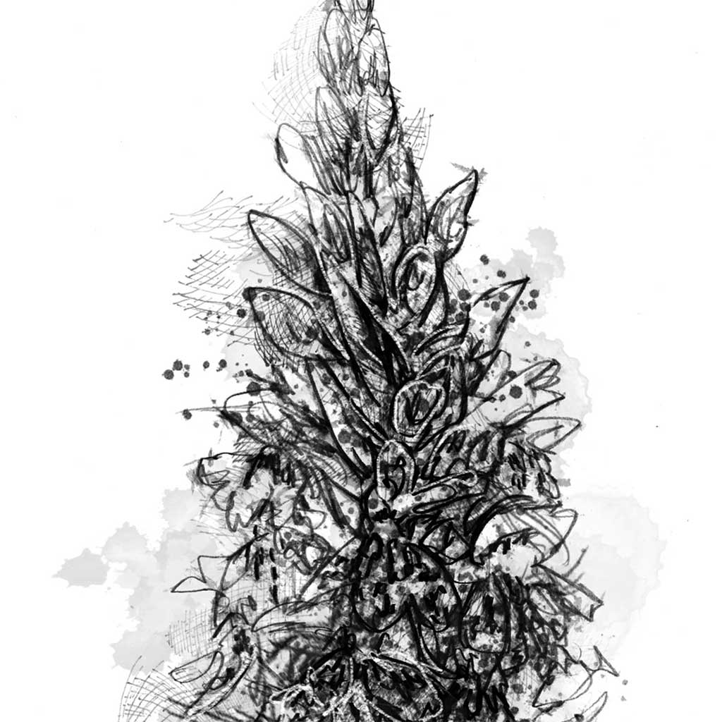 Common spotted orchid