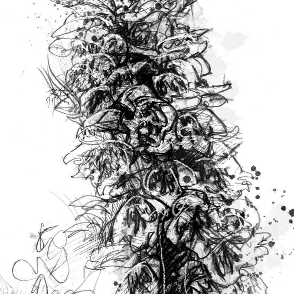 Common spotted orchid