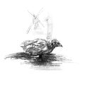 Coot chick