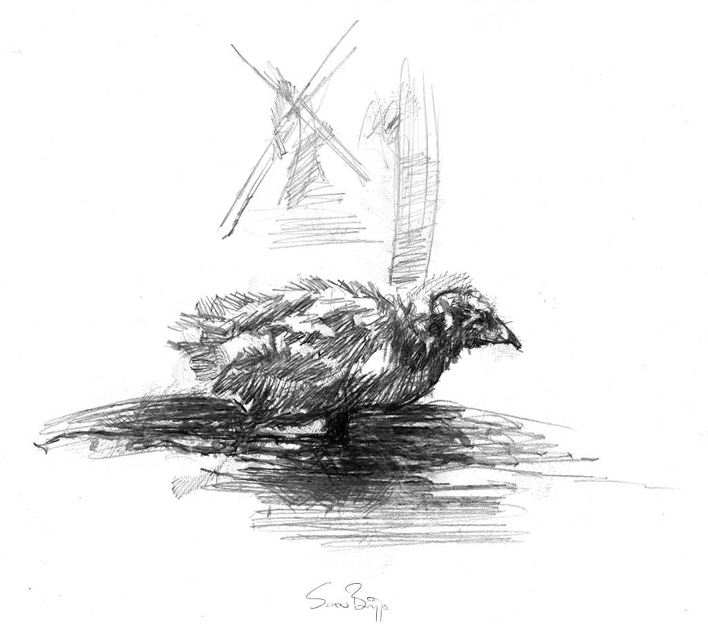 Coot chick
