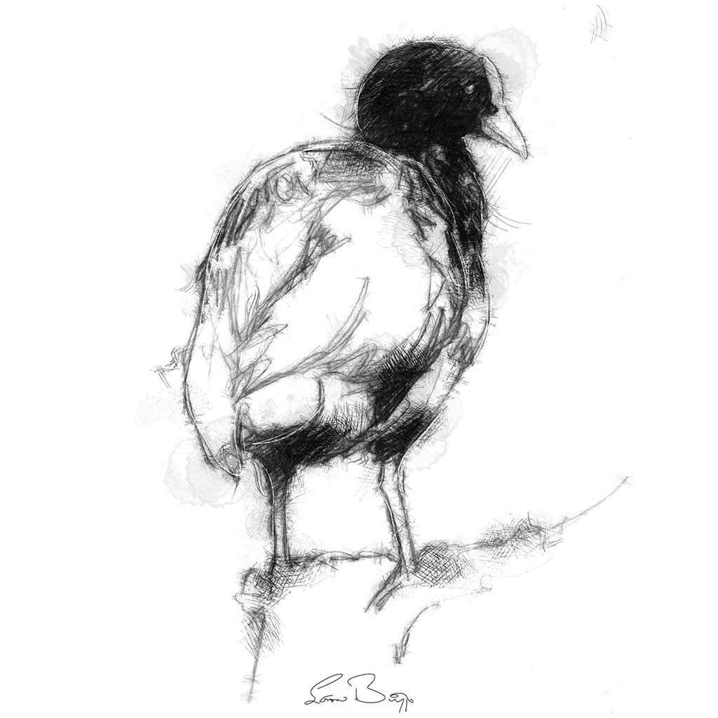 Coot