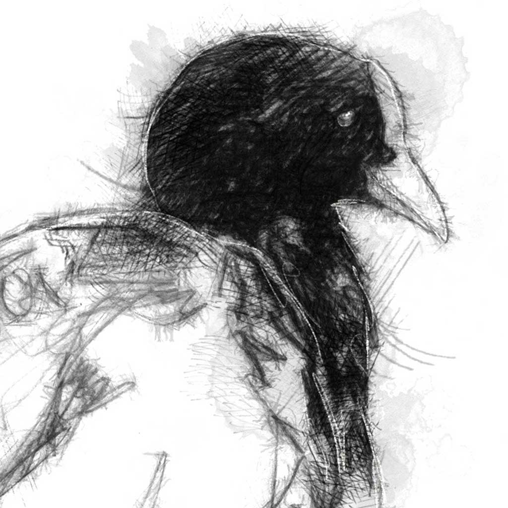 Coot