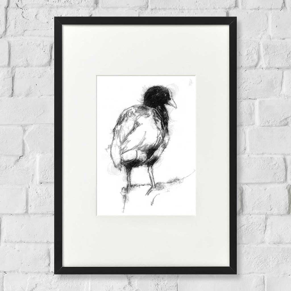 Coot