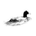 A minimalist black and white sketch of a coot in profile, rendered with expressive linework on a plain white background.