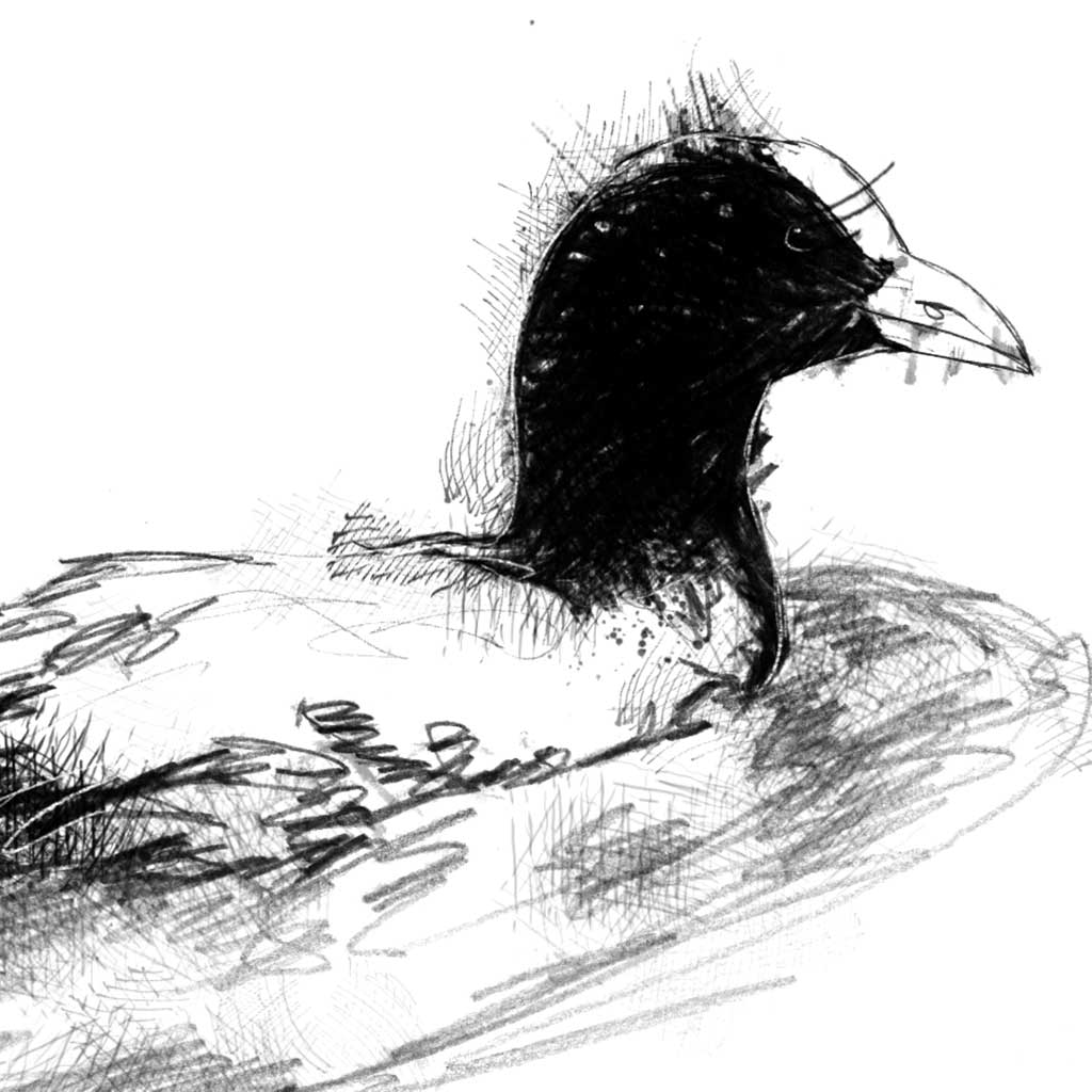 Coot swimming - BW Sketch