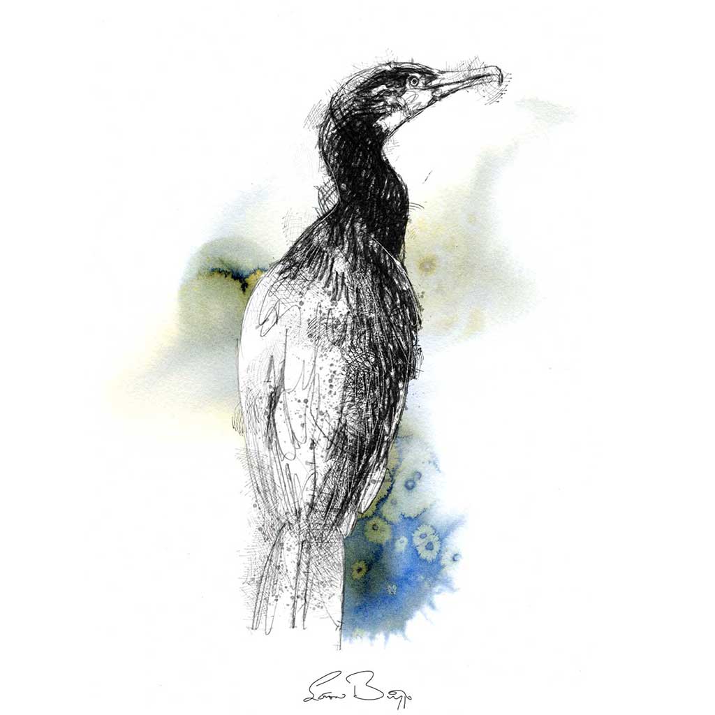 Cormorant