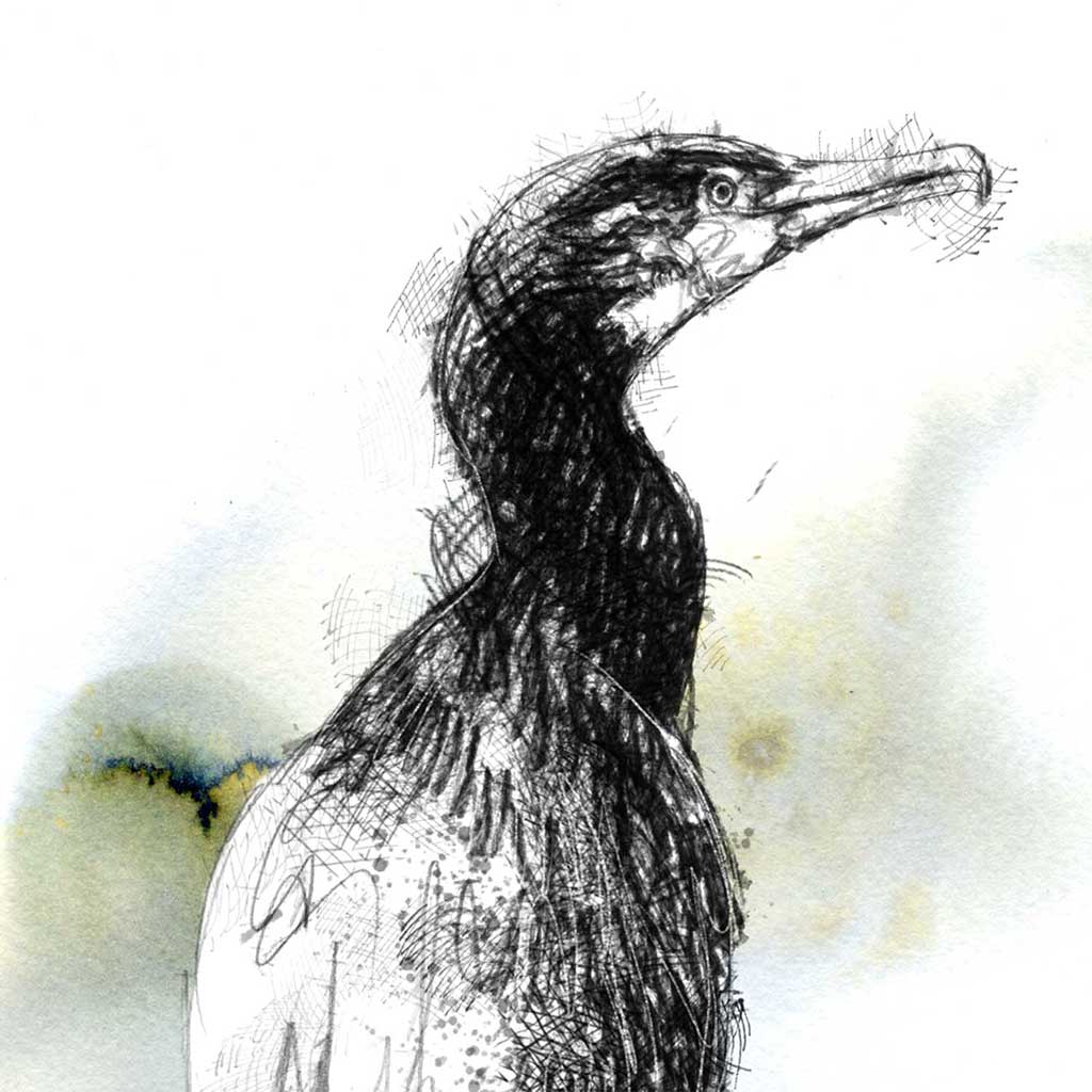 Cormorant