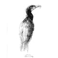Cormorant