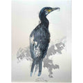 Cormorant sketch