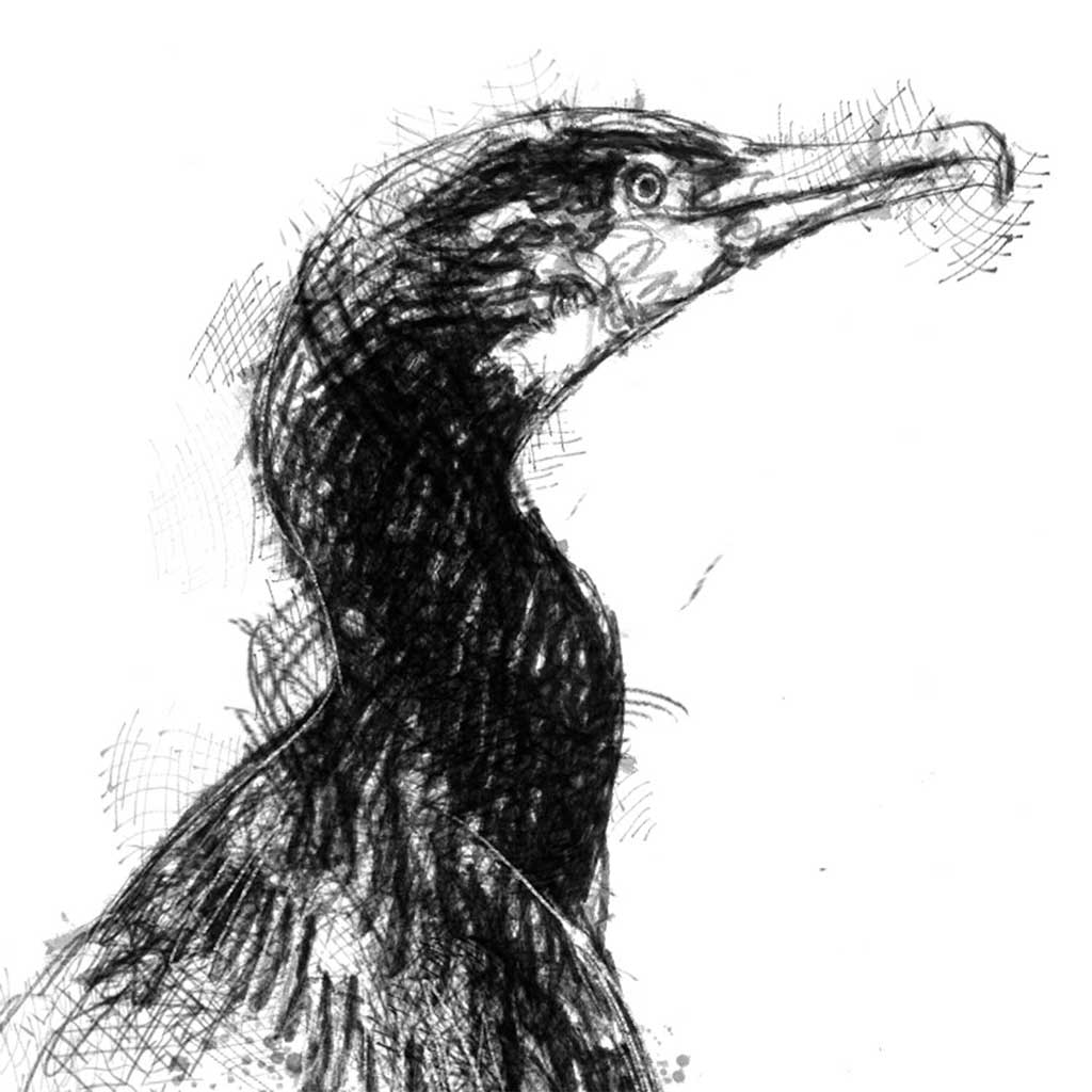 Cormorant