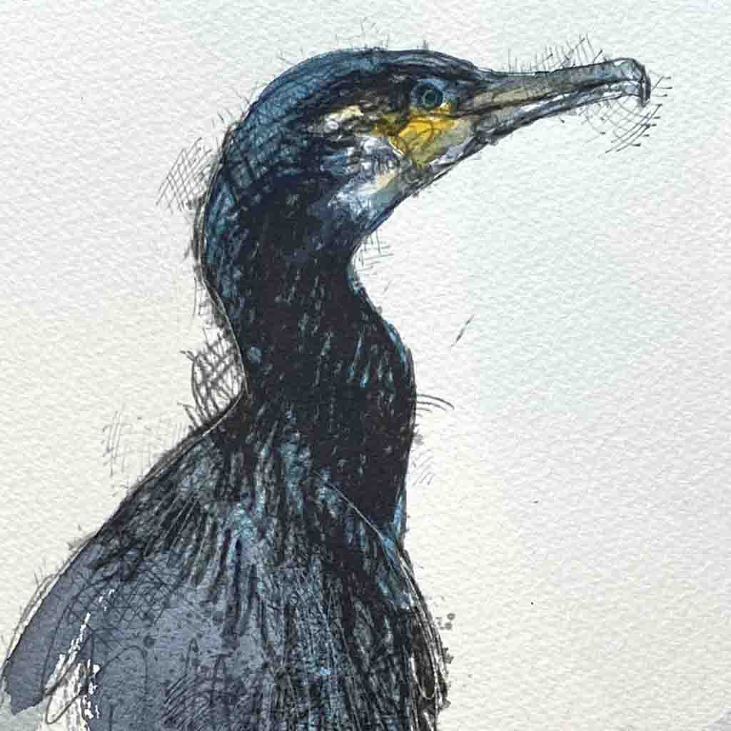 Cormorant sketch