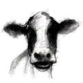 Dairy cow