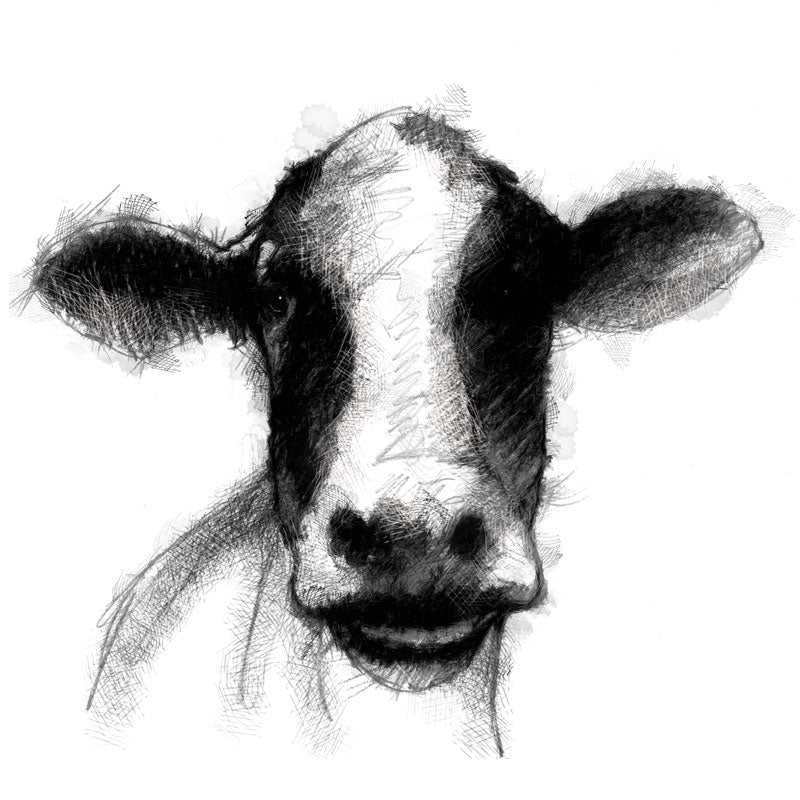 Dairy cow