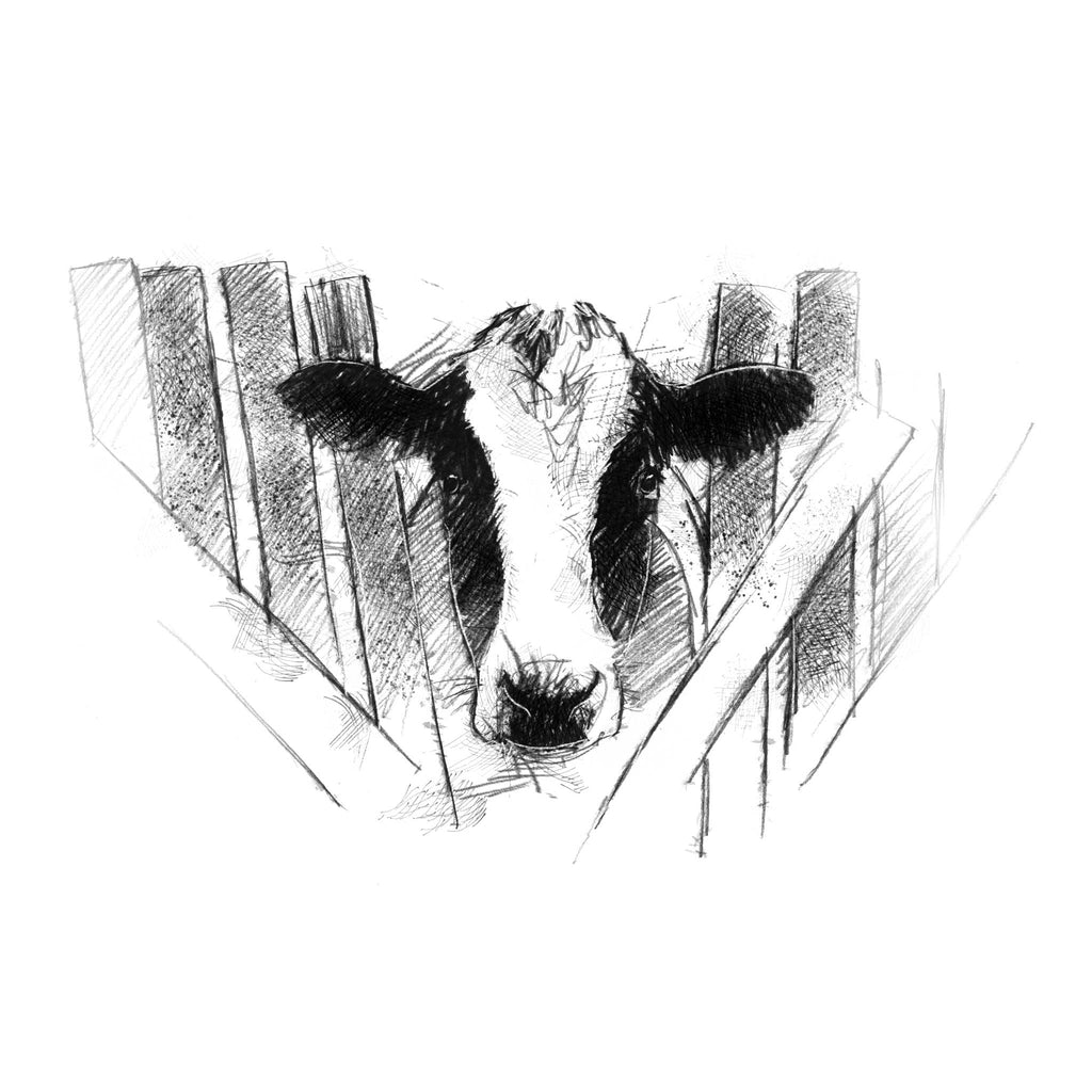 Fresian cow sketch