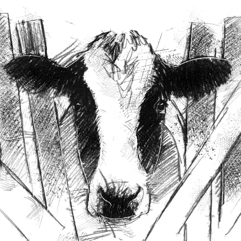 Holstein Friesian Cow - BW Sketch