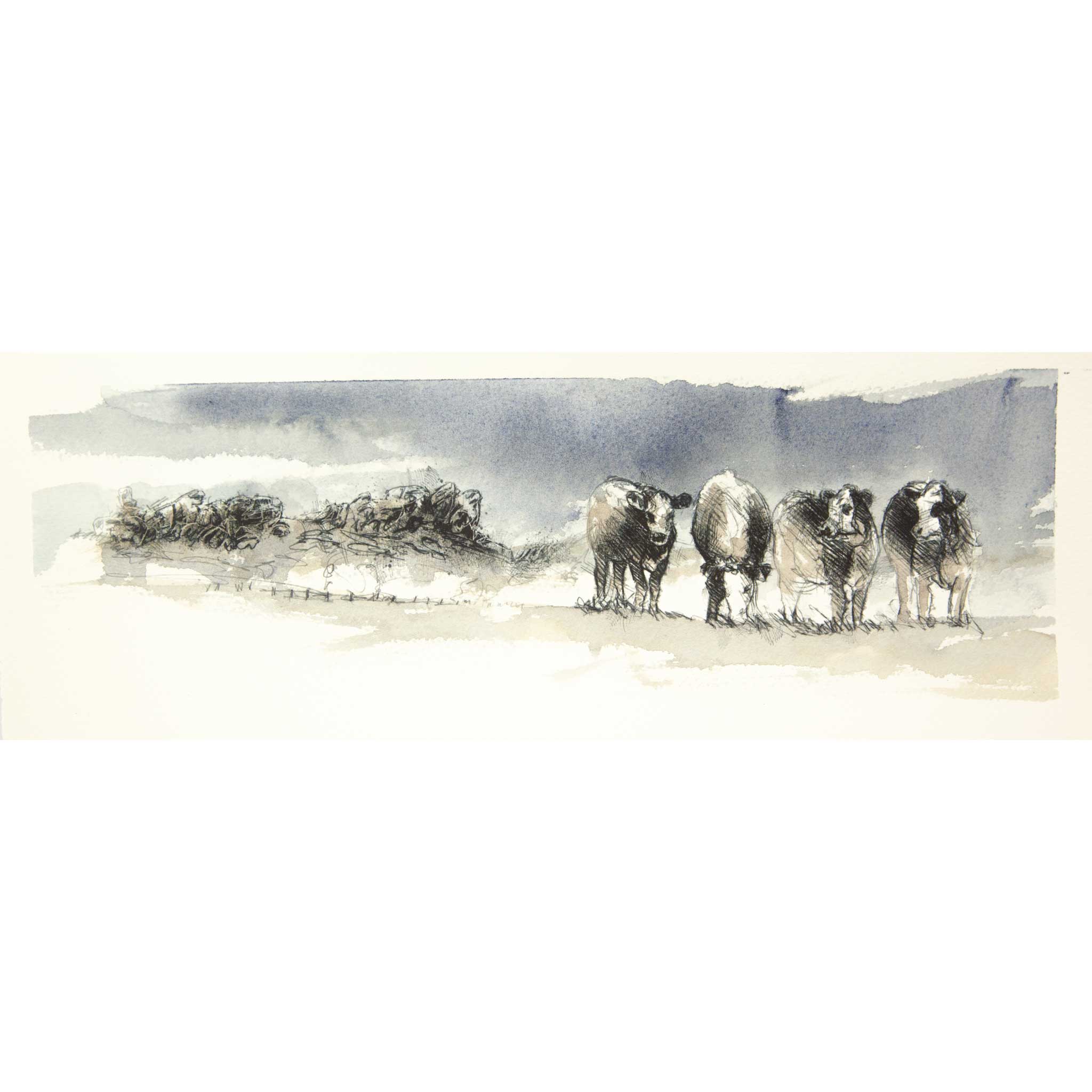 Cow line - Colour Sketch | Original
