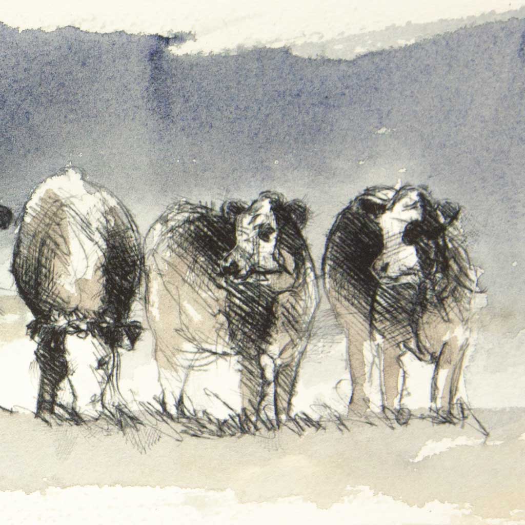Cow line - Colour Sketch | Original