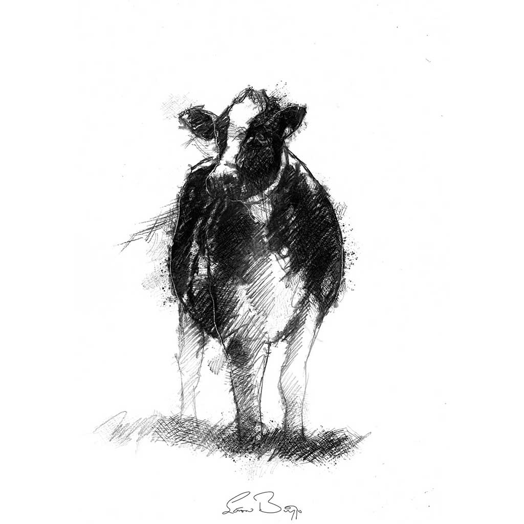 Dairy cow