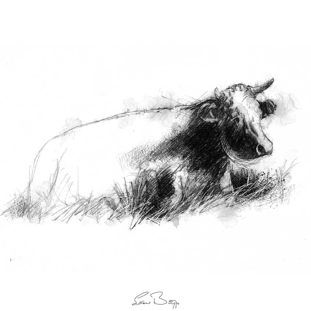 Cow resting