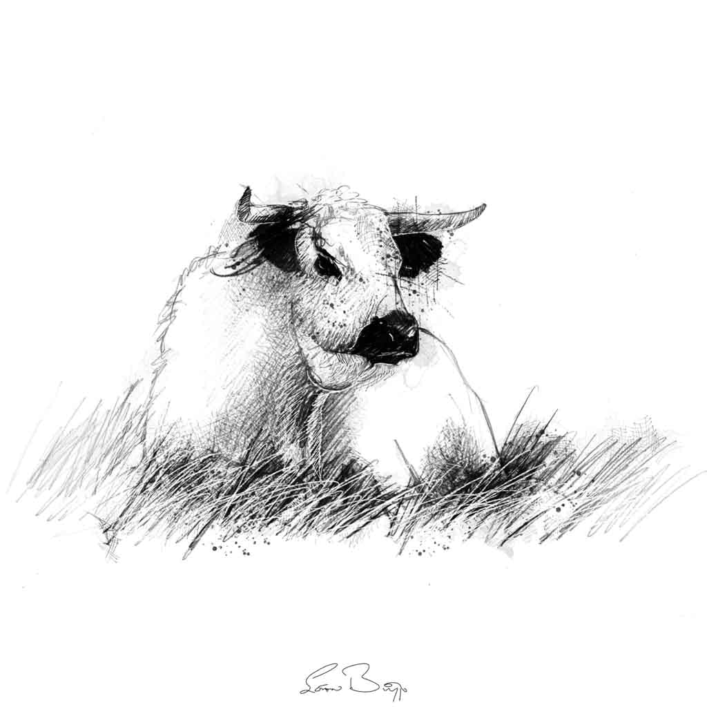White park cow