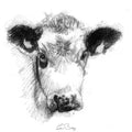Cheeky cow