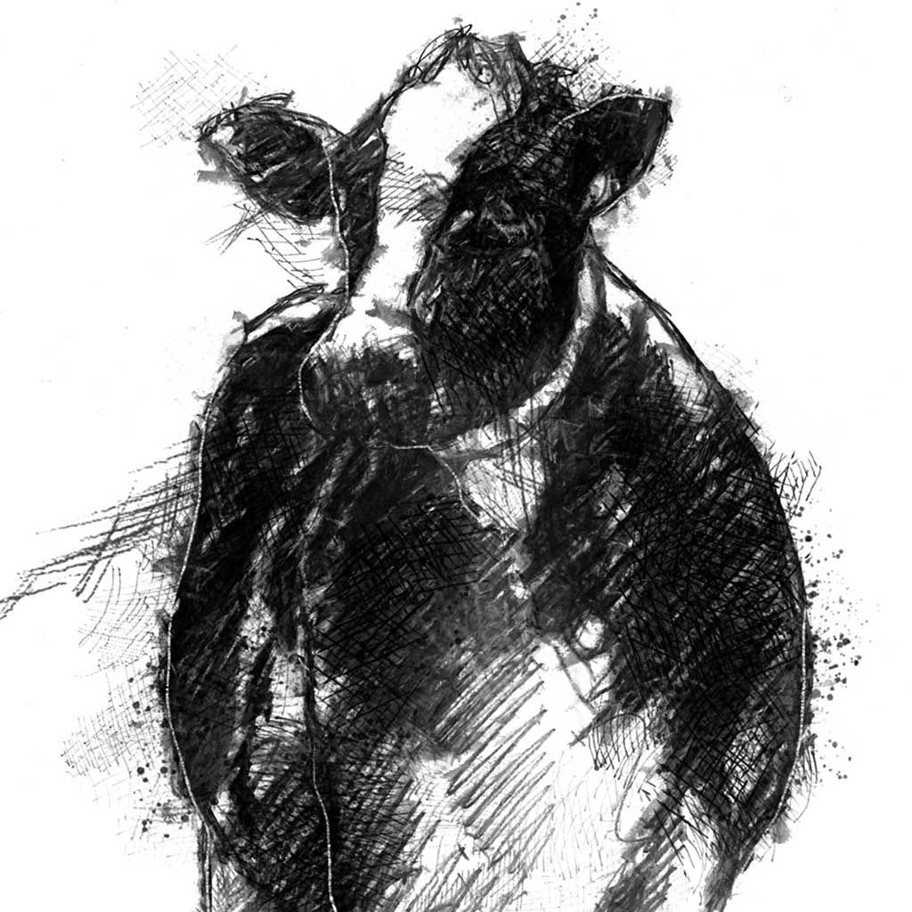 Dairy cow