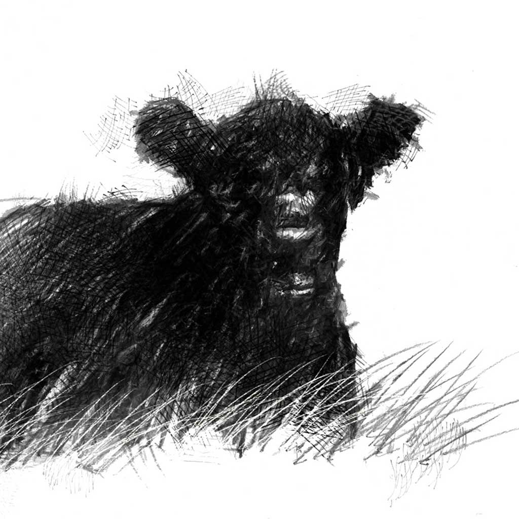 Belted galloway