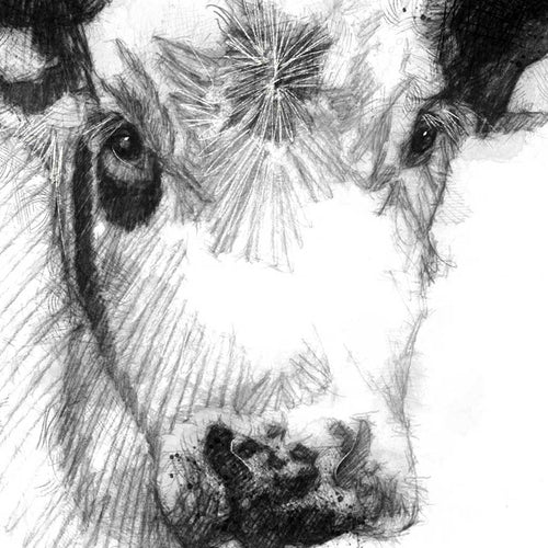 Cheeky cow