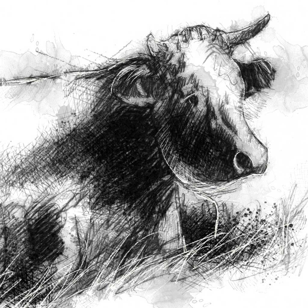 Cow resting