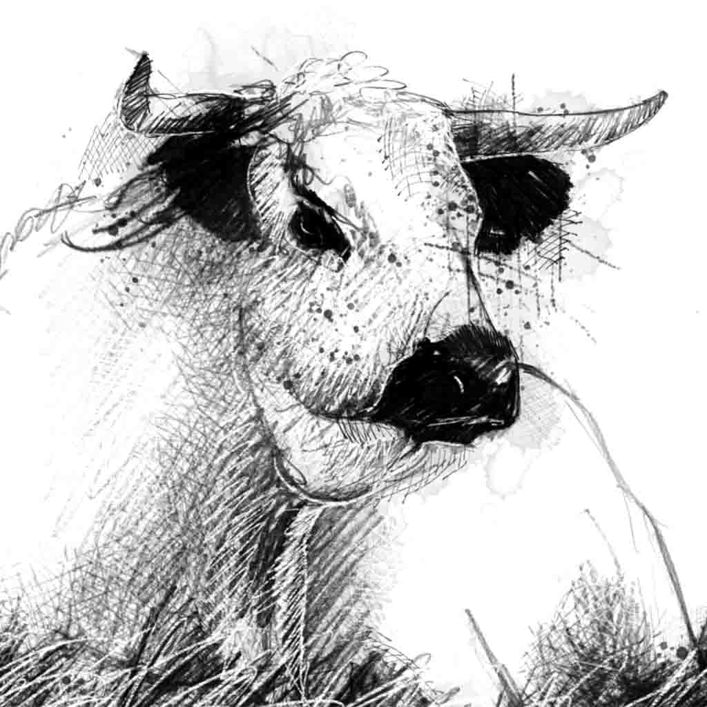 White park cow