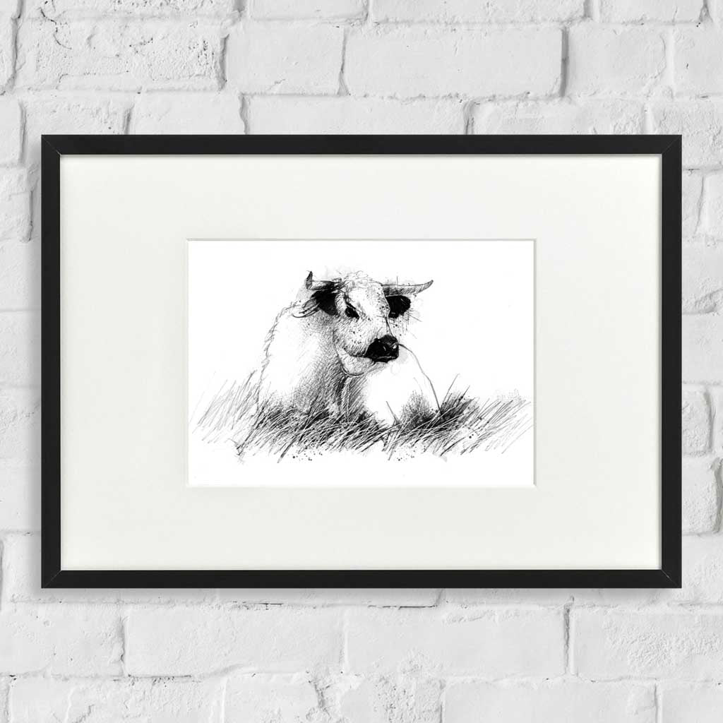 White park cow