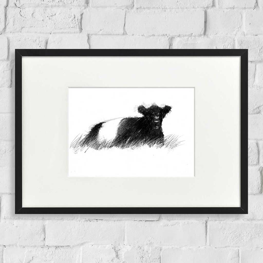 Belted galloway