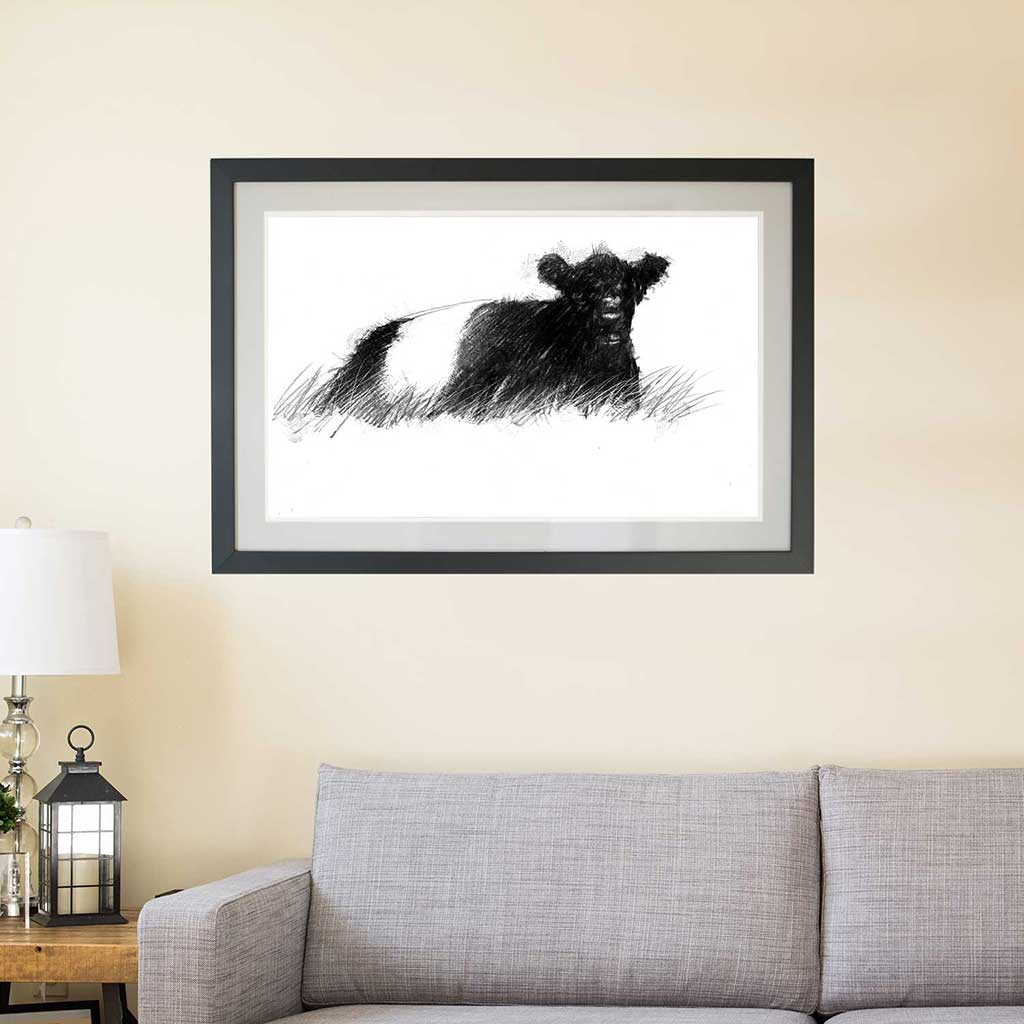 Belted galloway