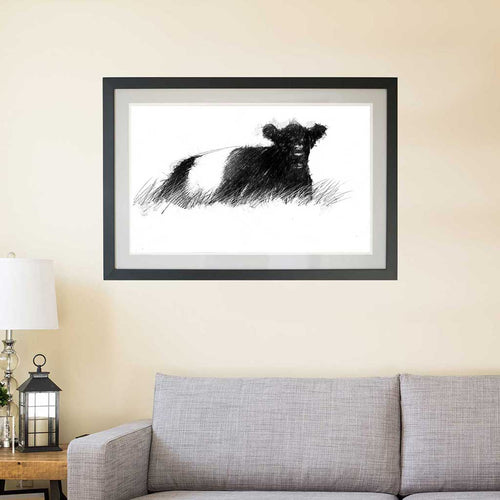 Belted galloway