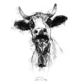 Cowbell cow