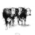 Three cows