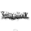 Herd of heifers