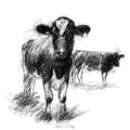 Two cows