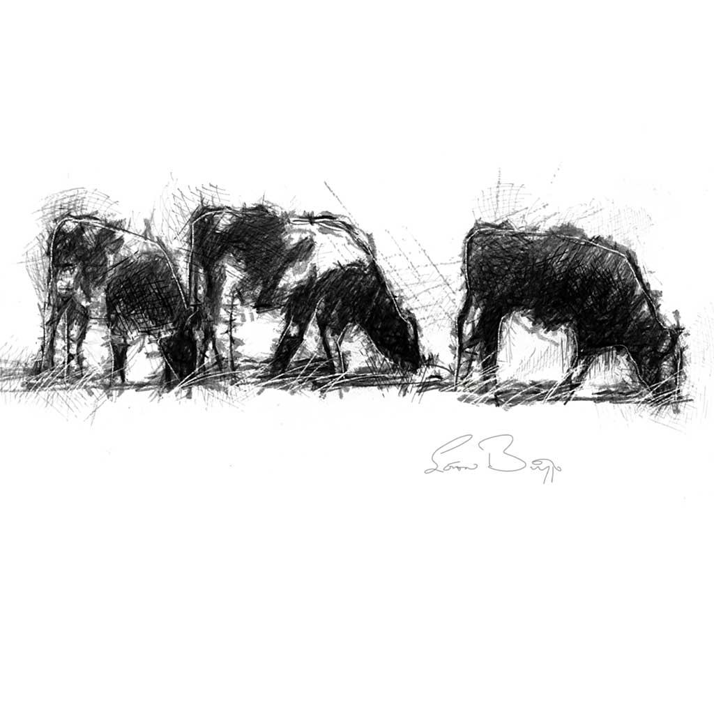 Cows grazing wide format