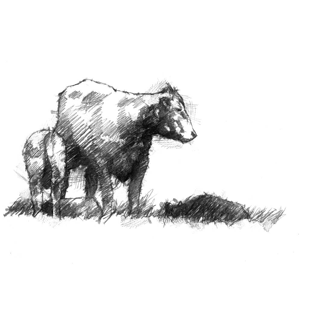 Cow and calves