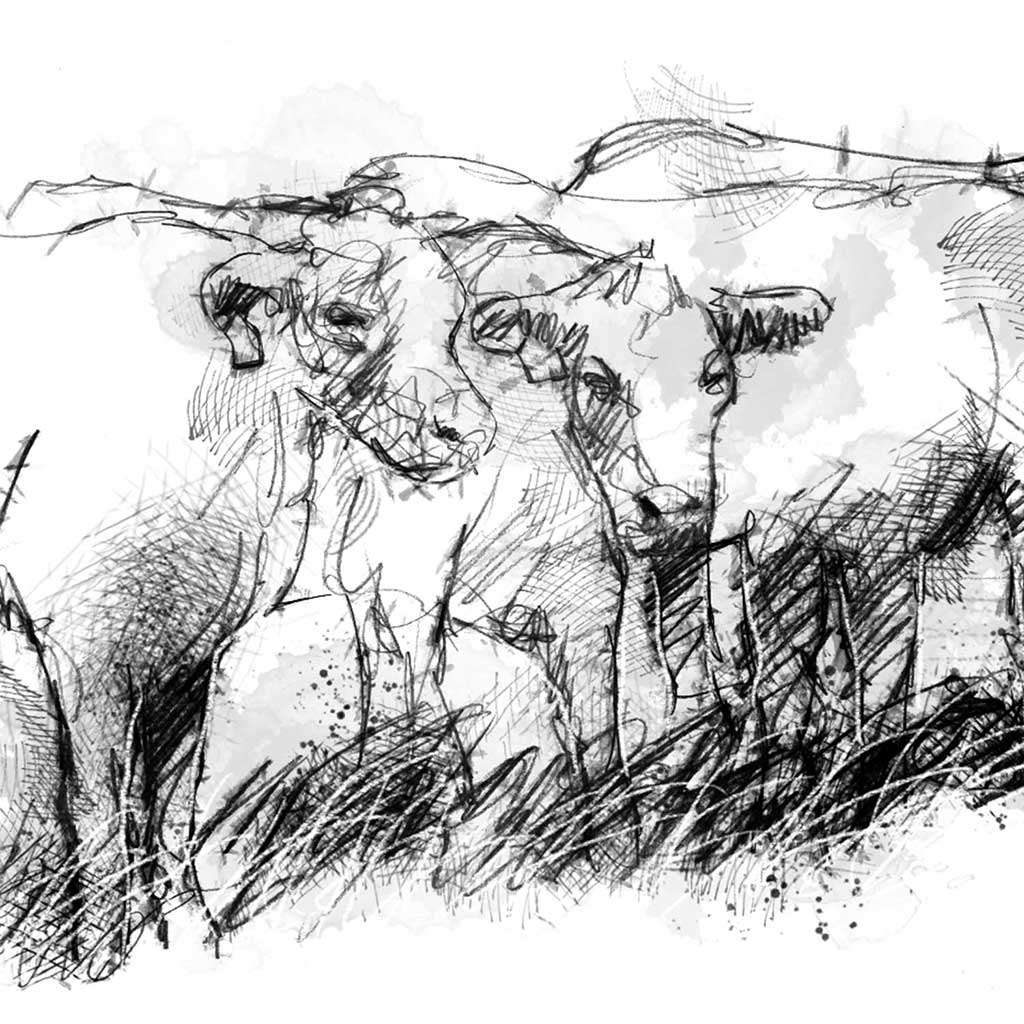 Cows in a row