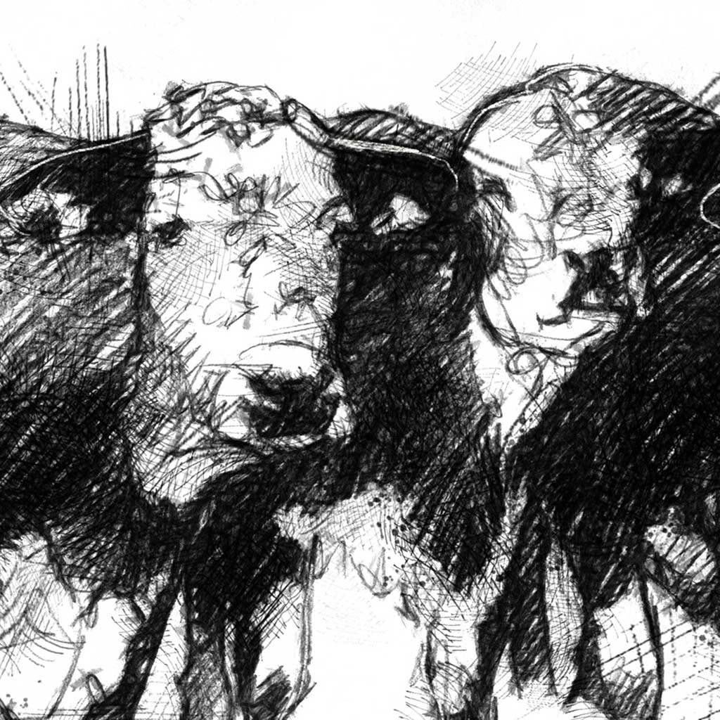 Three cows