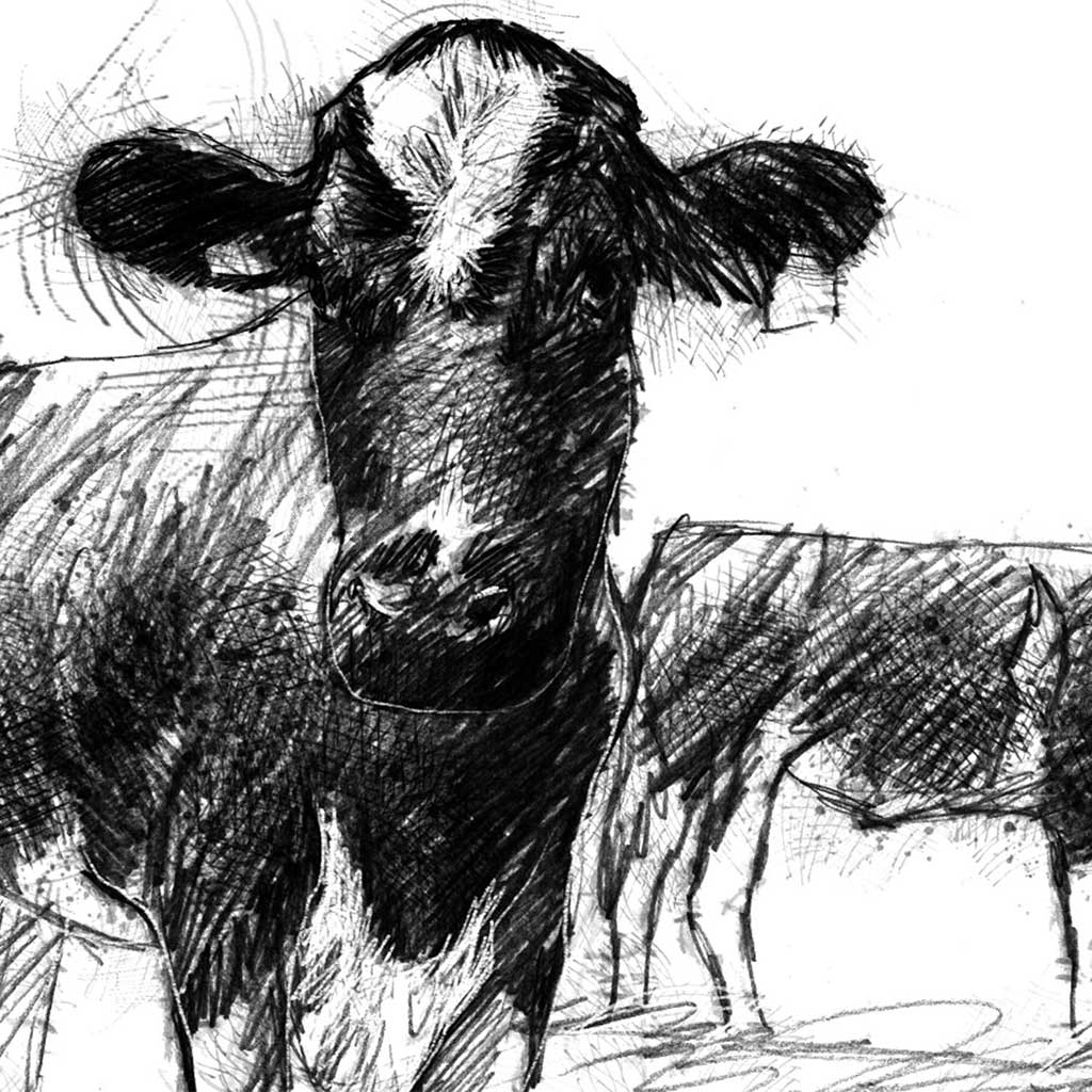 Two cows